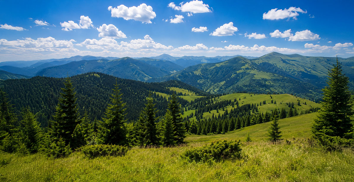 Grüne Bergrücken und Nadelwälder der Karpaten